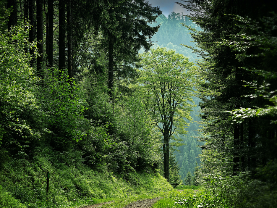 Bild zum Event: Welchen Wald braucht die Stadt?